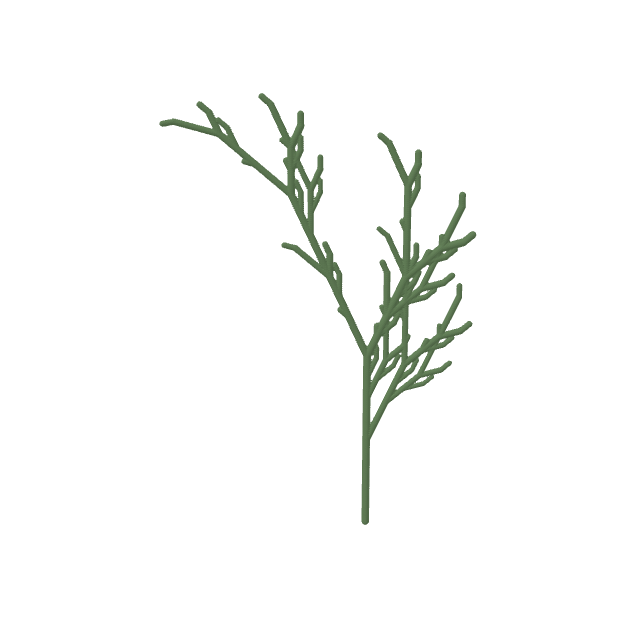 L-System Fern